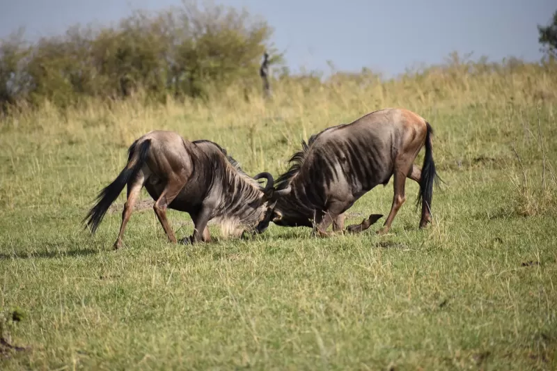 2 Days 1 Night Discover Mikumi National Park