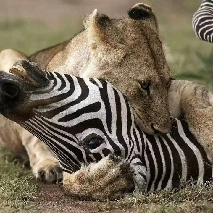 7-Day Amboseli Lake Nakuru and Maasai Mara 2025 - Kenya tours