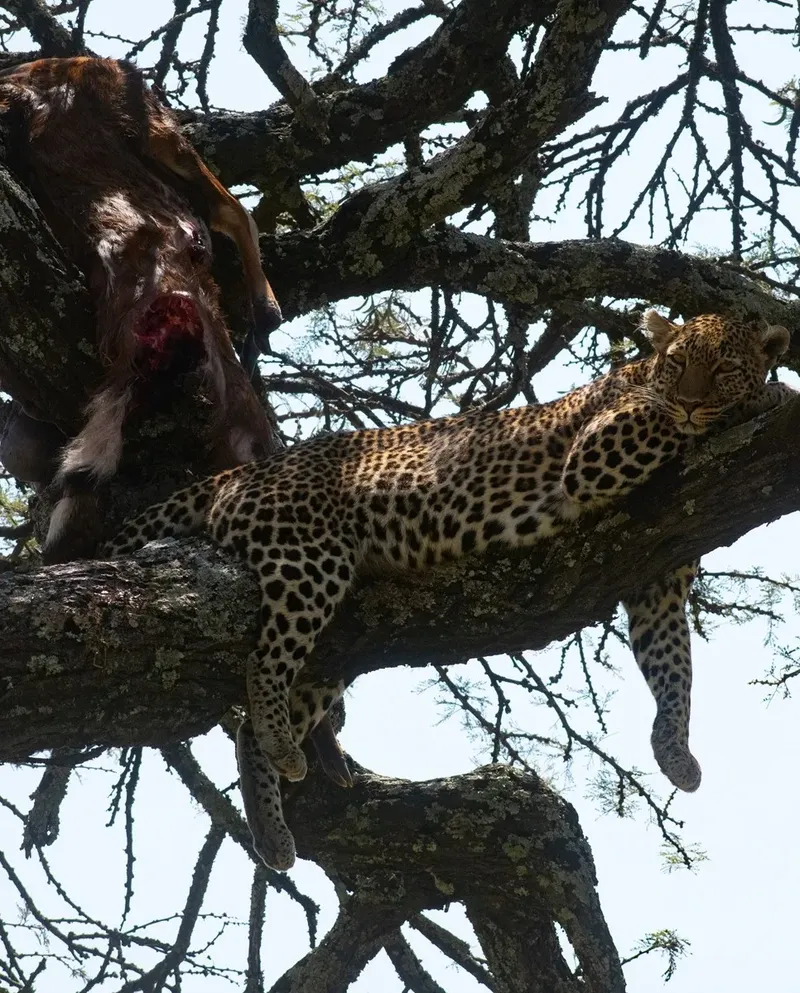 7-Day Once-in-a-Lifetime Serengeti Great Migration Safari gallery image