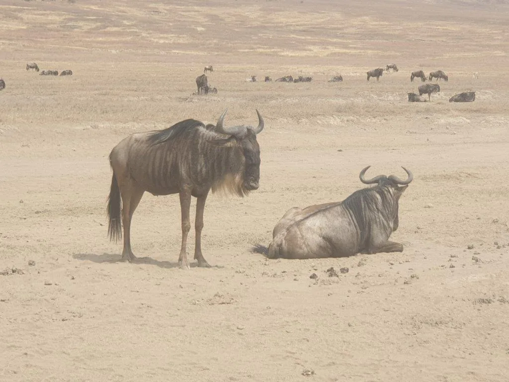 2-Day Trip to Mikumi National Park by Speed Train  - Tanzania safari gallery image