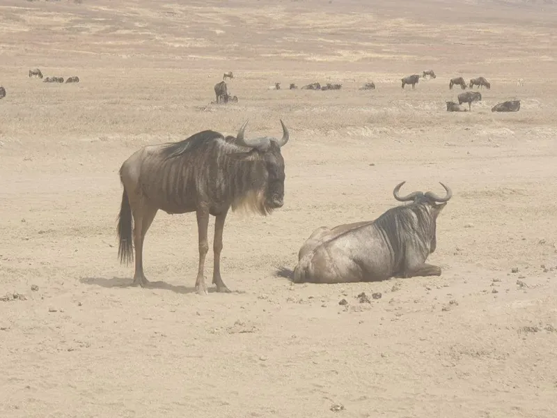 2-Day Trip to Mikumi National Park by Speed Train  - Tanzania safari gallery image