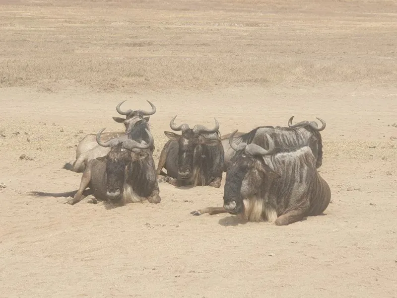1-Day Lake Manyara Private Safari gallery image