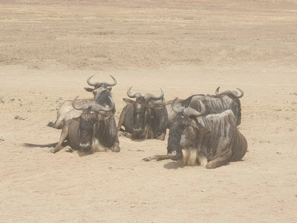 1-Day Lake Manyara Private Safari hero photo