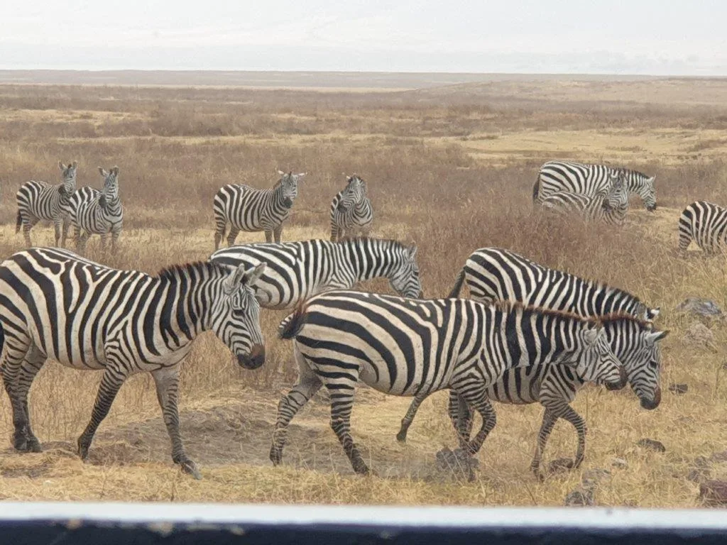 1-Day Mikumi Trip from Dar - Tanzania safari gallery image