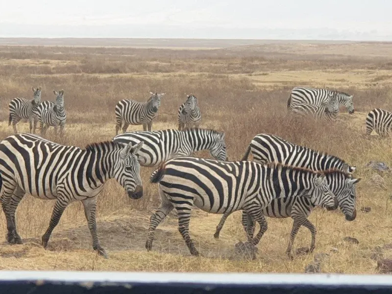 1-Day Mikumi Trip from Dar - Tanzania safari gallery image