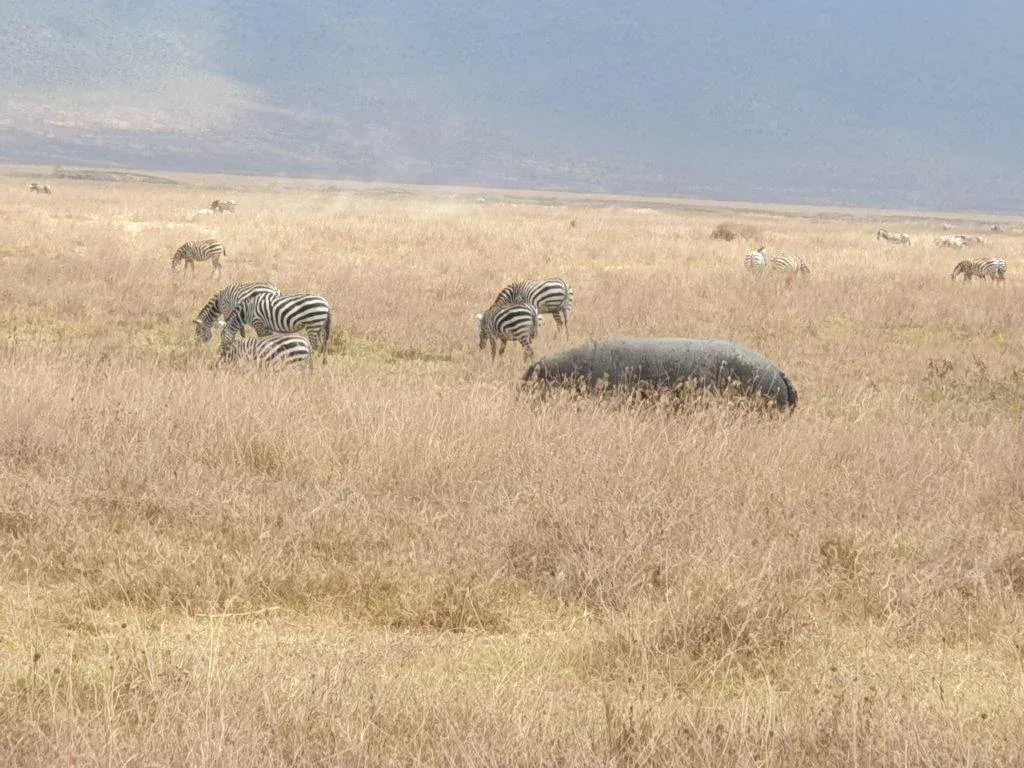 3-Day Fly-in Safari from Zanzibar to Serengeti National Park & Ngorongoro Crater hero photo