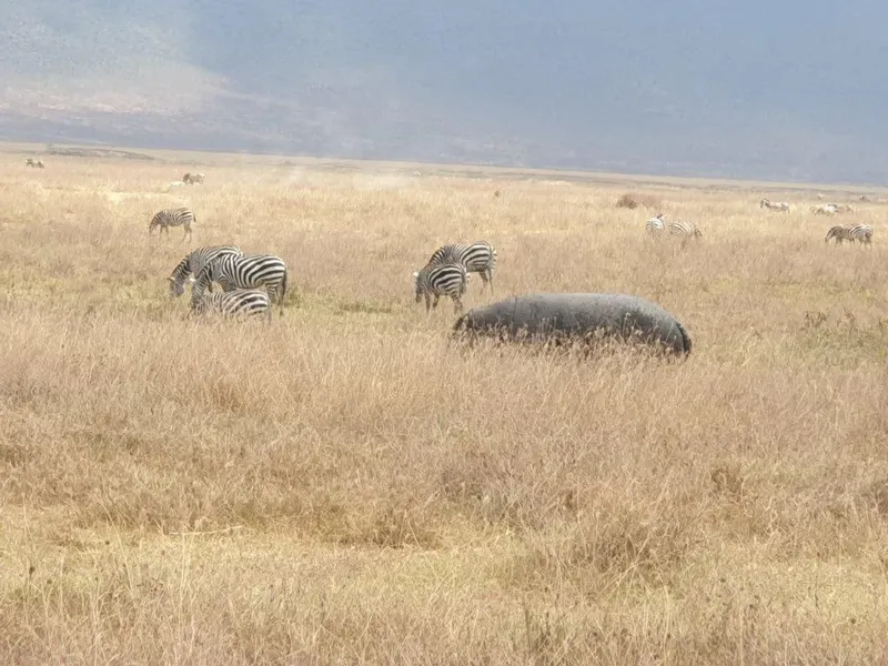 3-Day Fly-in Safari from Zanzibar to Serengeti National Park & Ngorongoro Crater