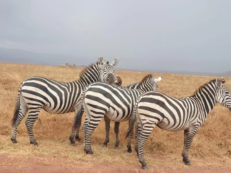 1-Day Lake Manyara Private Safari gallery image