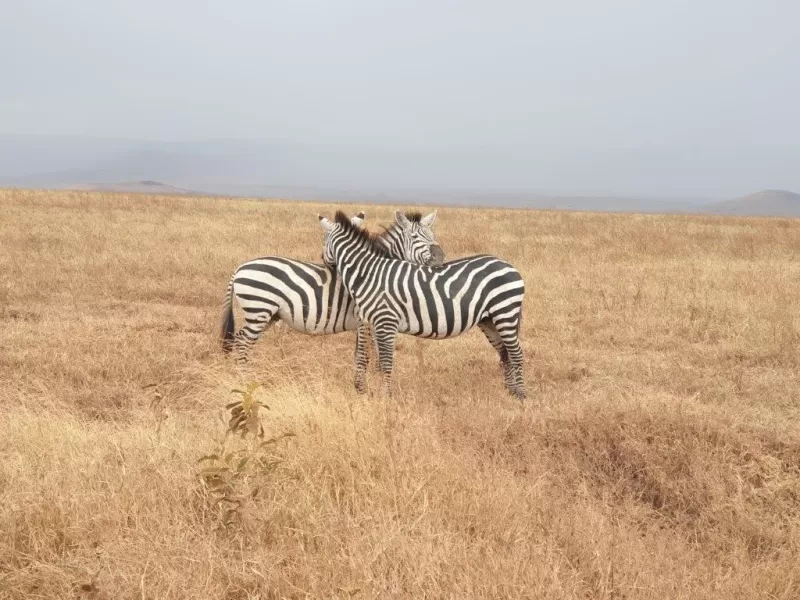 7-Days  Botswana Mobile Safari - Okavango Expedition gallery image