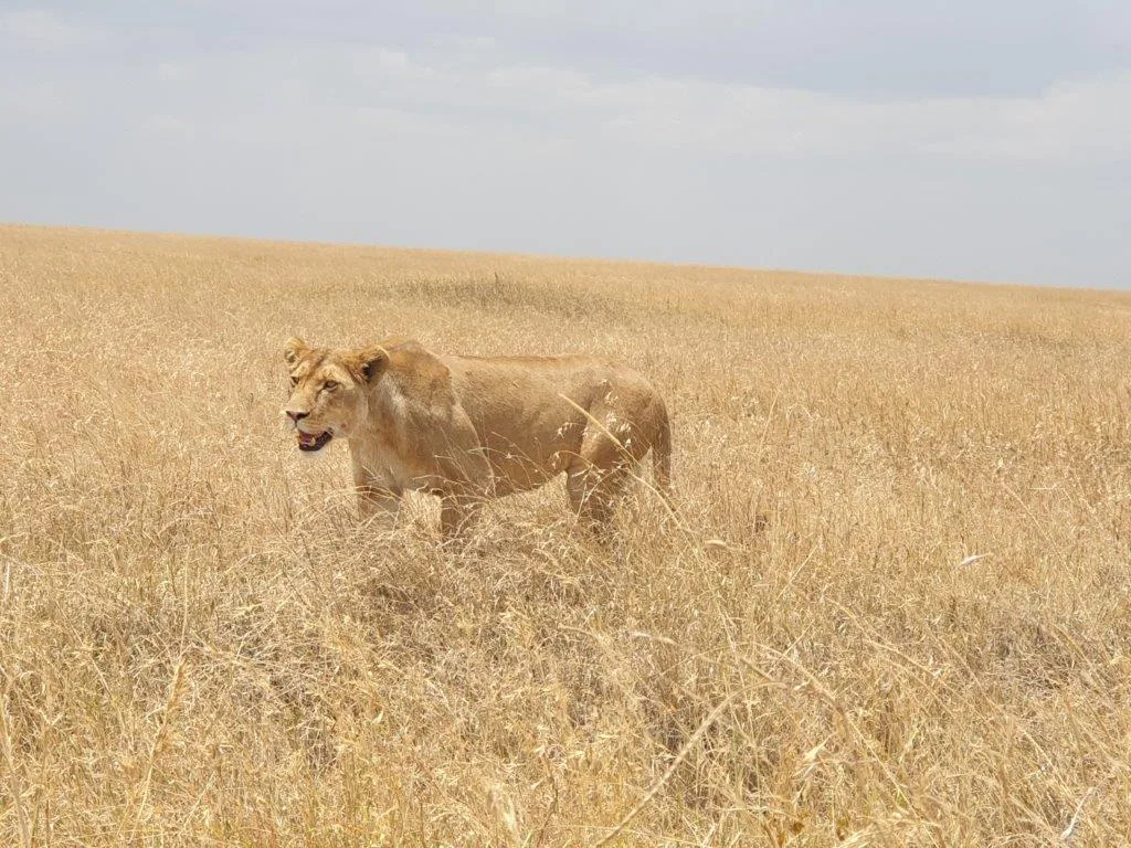 7-Days  Botswana Wildcats Camping Safari Northbound gallery image