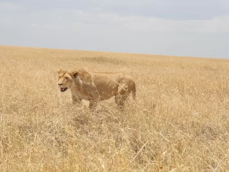 7-Days  Botswana Mobile Safari - Okavango Expedition gallery image