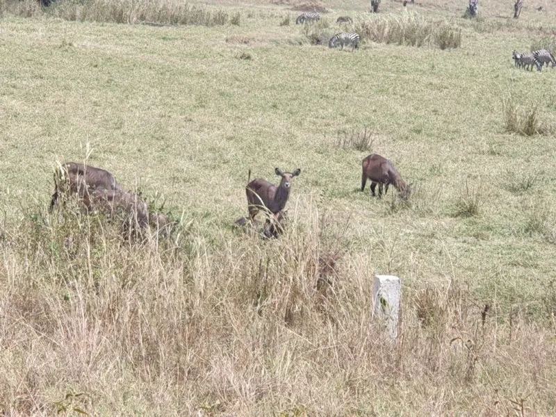 3-Day Return Flights from Zanzibar to Serengeti NP - Tanzania safari gallery image