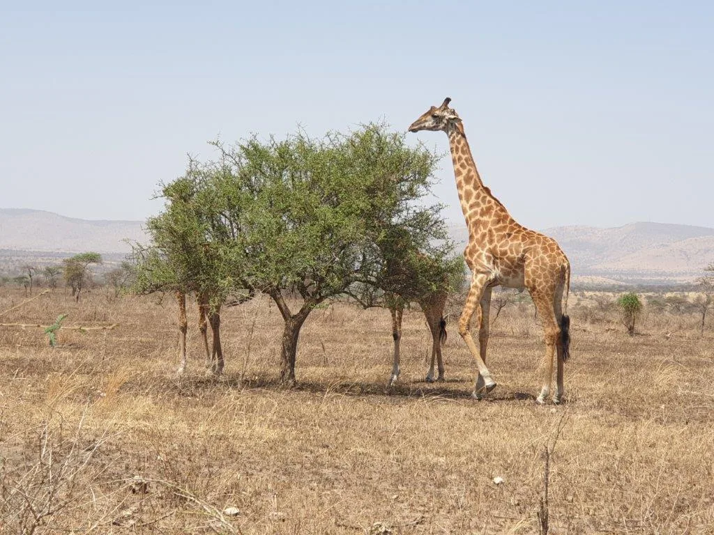 1-Day Trip to Mikumi National Park by Express Train - Tanzania safari gallery image