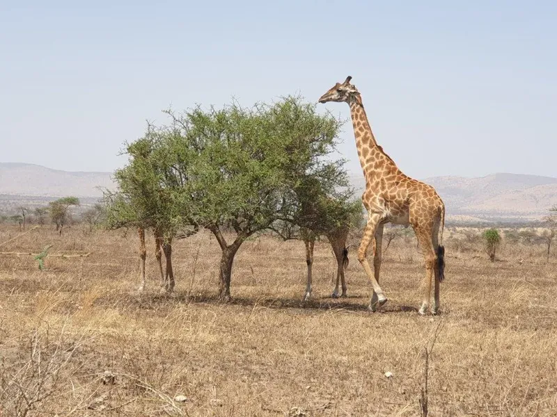 1-Day Trip to Mikumi National Park by Express Train - Tanzania safari gallery image