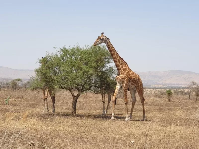 5-Day Menze Guassa Eco Trekking gallery image