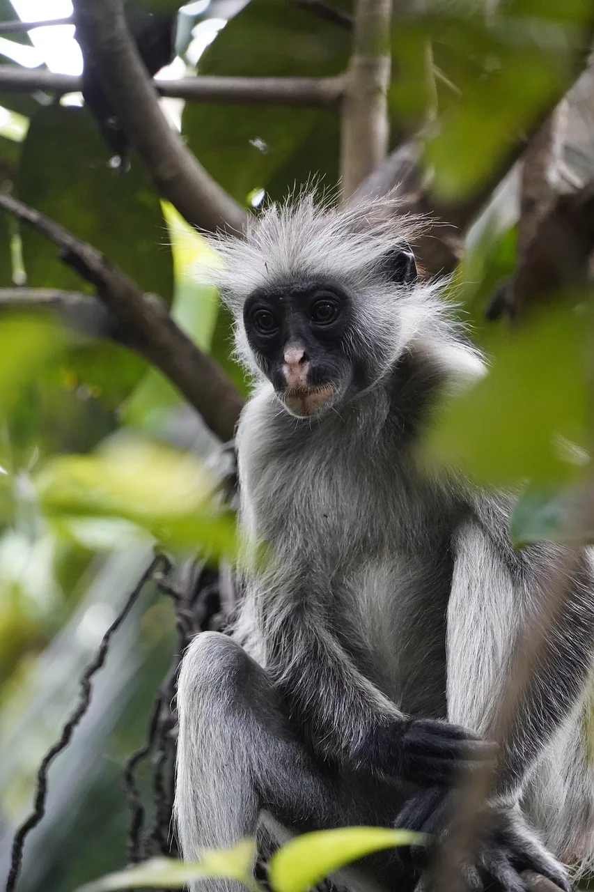Explore the best 10-Day Jozani And Bombshell Full Zanzibar Experience gallery image