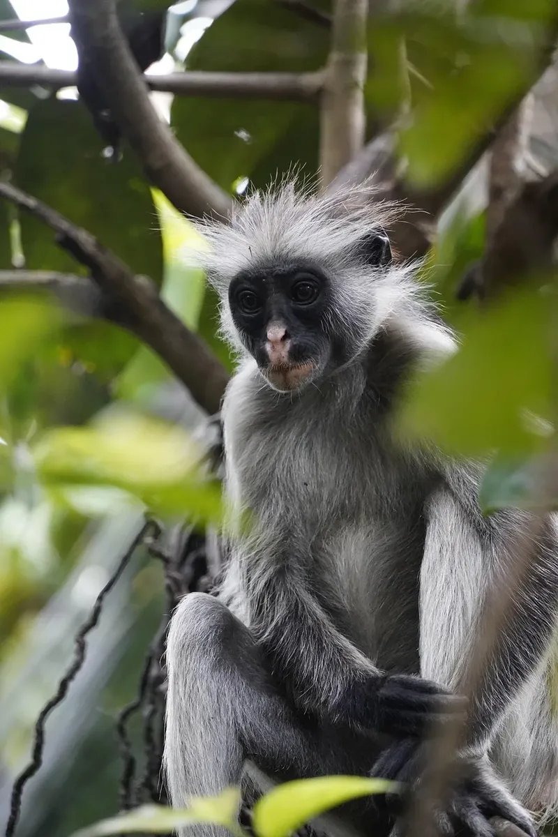 Explore the best 10-Day Jozani And Bombshell Full Zanzibar Experience gallery image