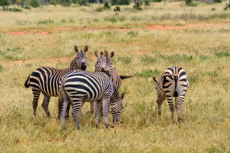 7-Day 4-Star Okavango Delta, Chobe NP & Victoria Falls gallery image