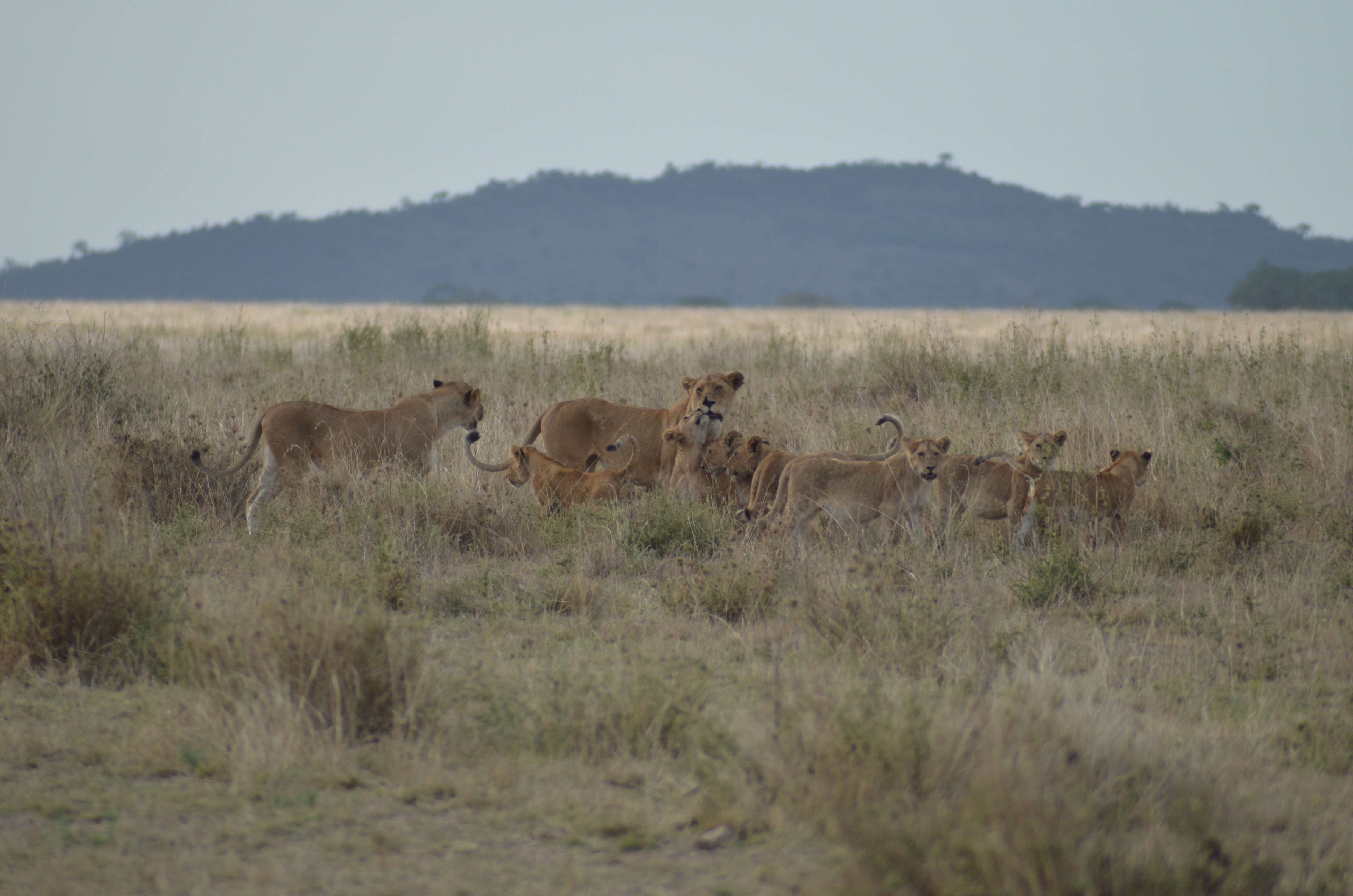 14-Day Safari Adventure & Zanzibar Holiday - Bestseller - Tanzania safari gallery image