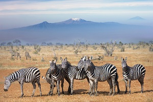 9-Day Tanzania Northern Circuit Mid-Range Safari - Tanzania safari gallery image