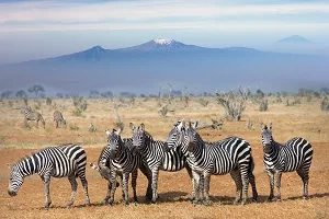 11-Day From the Heart of the Wild to the Edge of Paradise - Tanzania safari gallery image