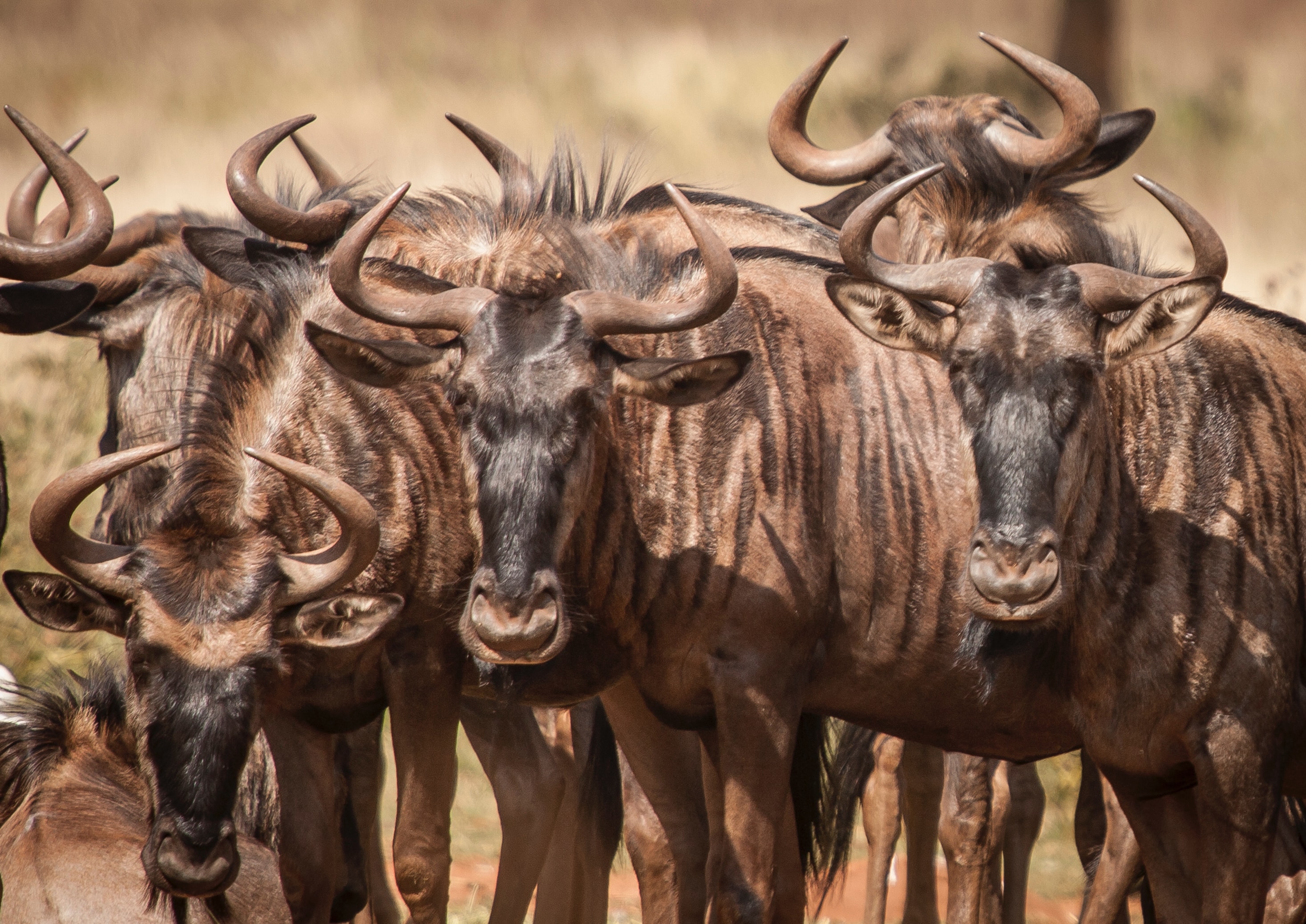 14-Day Wildlife and Beach Safari - Tanzania safari