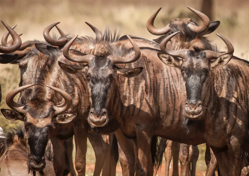 8-Day Zanzibar Beach Escape & Lake Manyara Safari - Tanzania safari