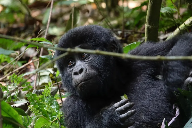 3-Day Best Hiking Trail in Rwanda