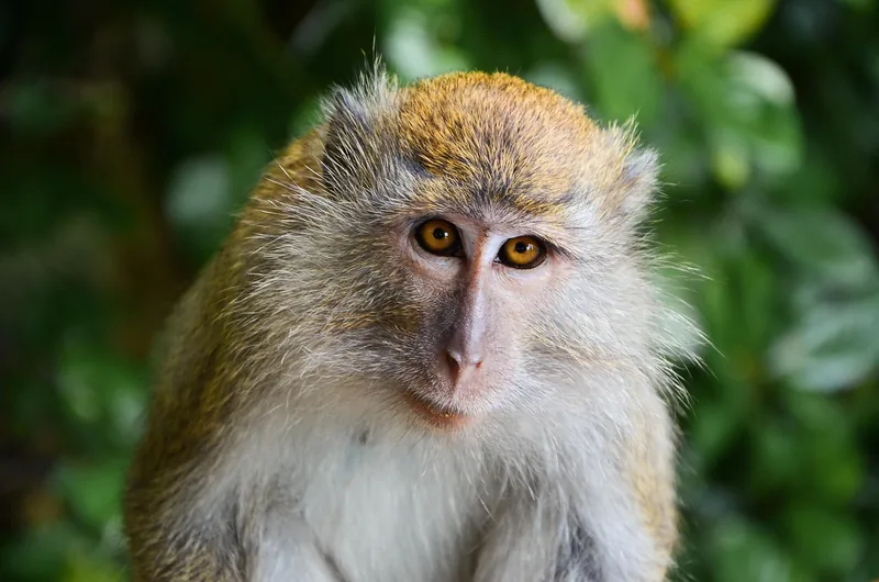 12-Day Rwanda Safari&Beyond (Volcano Nyungwe Akagera) - Rwanda