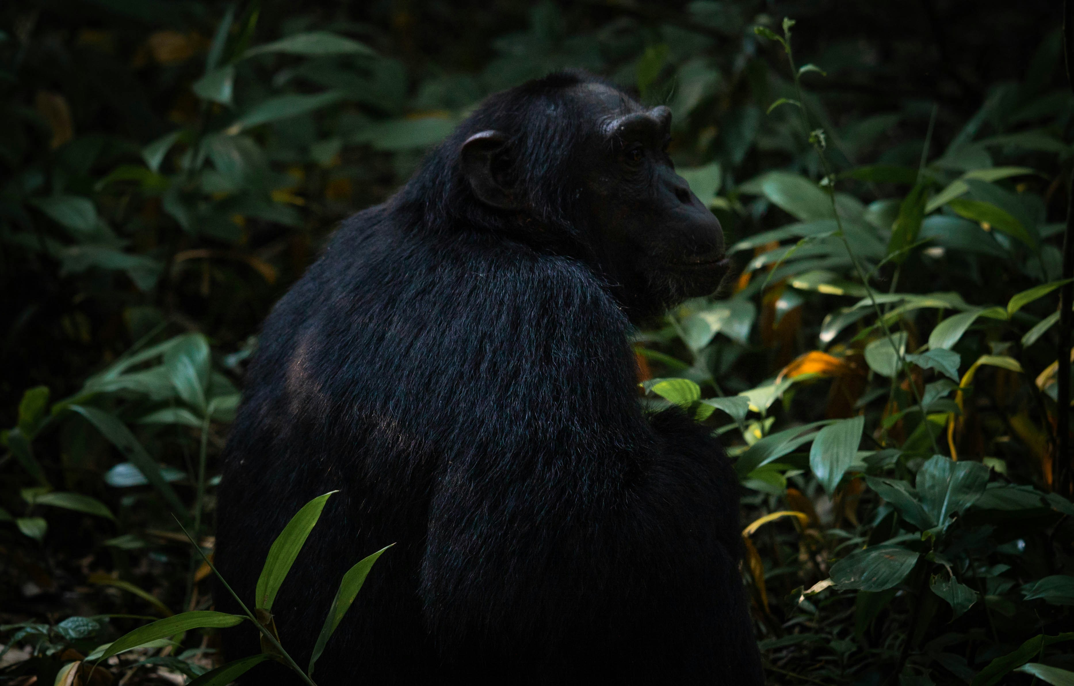 6-Day Rwanda Wildlife and Gorilla Safari - Rwanda