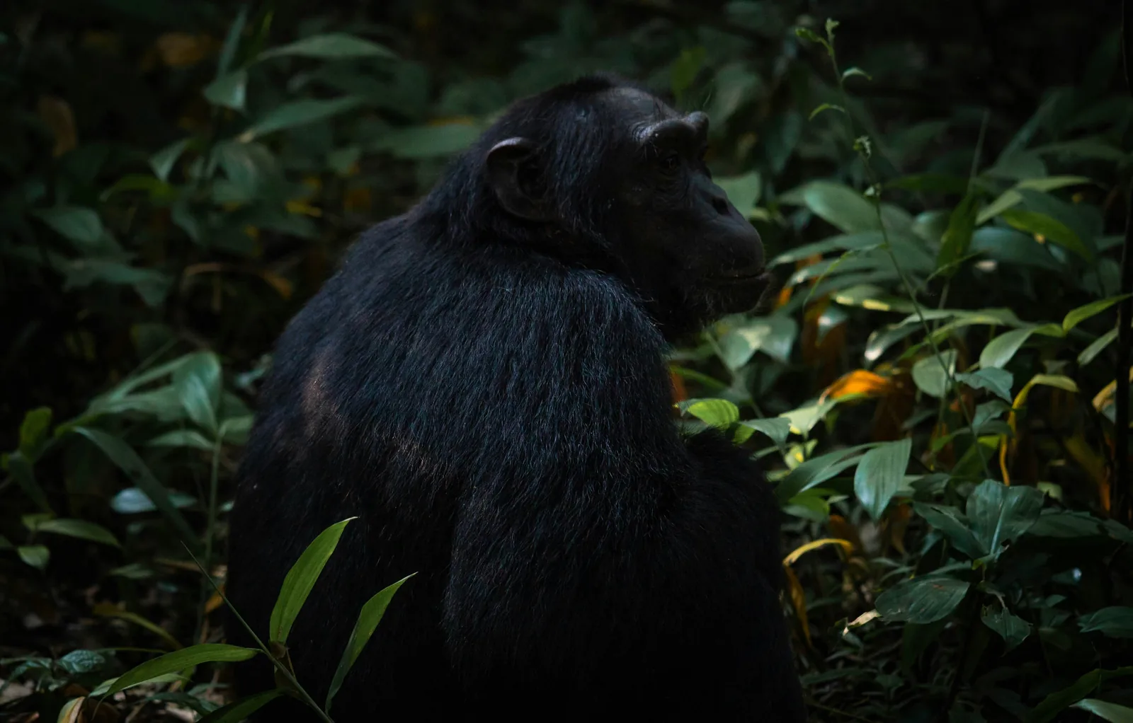 6-Day Rwanda Wildlife and Gorilla Safari - Rwanda hero photo