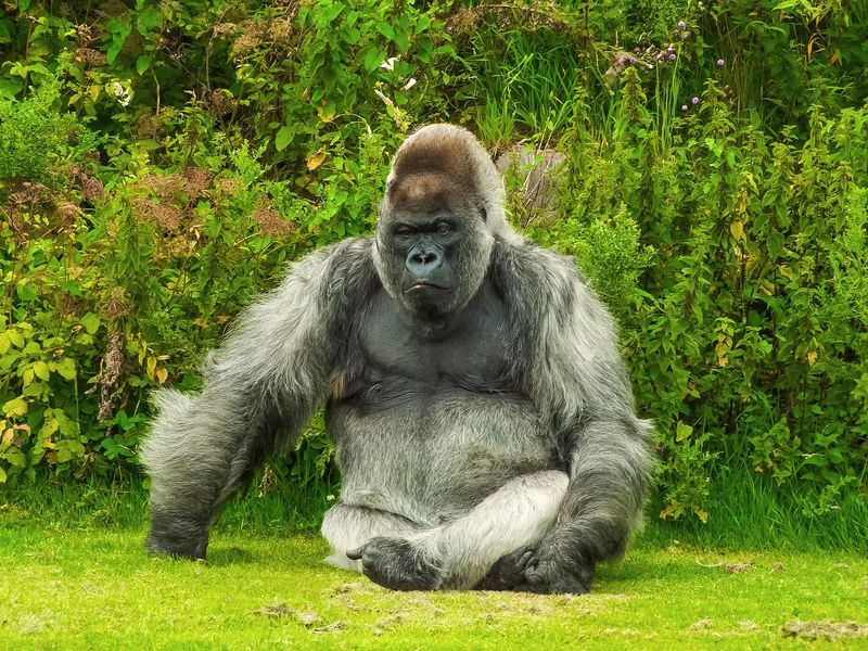 3-Day Gorilla Trek in Uganda & Golden Monkey in Rwanda gallery image