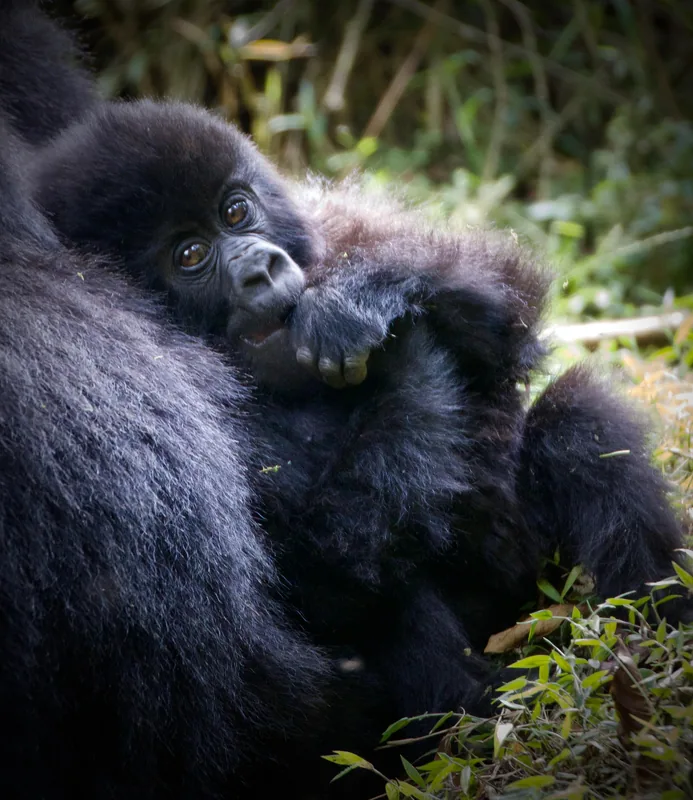 4-Day Tembera U Rwanda Gorilla Trip - Rwanda