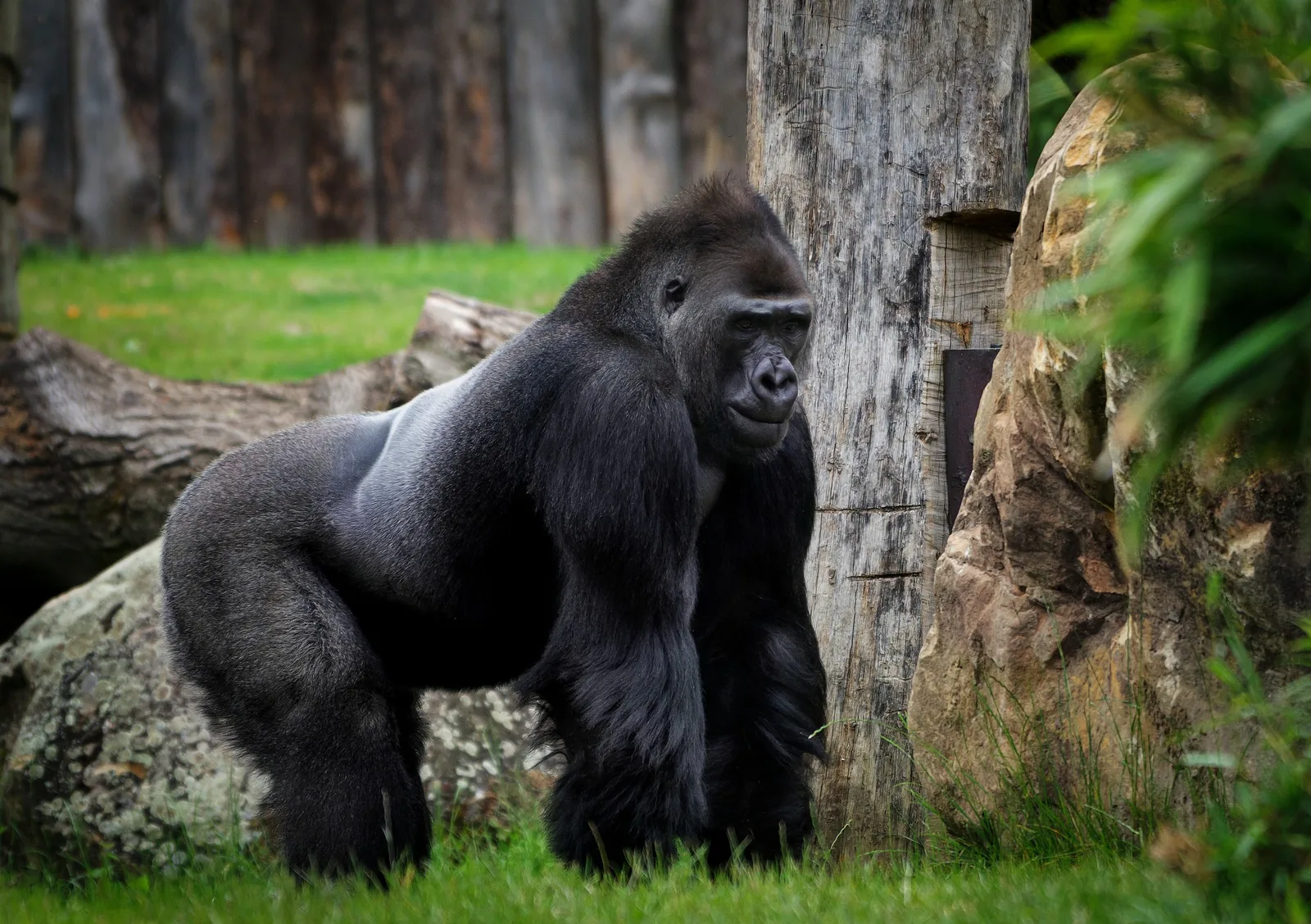 8-Day Uganda-Rwanda Primate Budget Safari hero photo