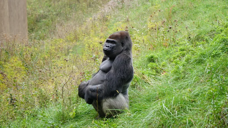 3-Day Chimpanzee Tracking Kibale gallery image