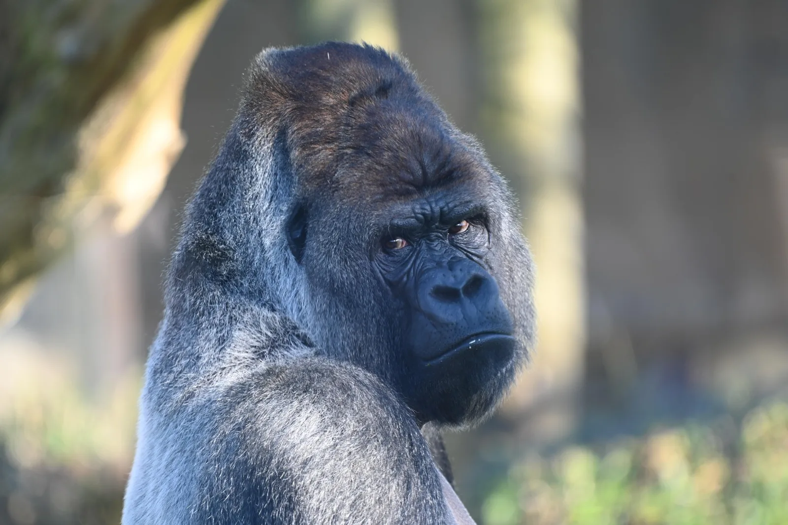 3-Day Murchison Falls Safari and Ziwa Rhino Tracking -Uganda gallery image