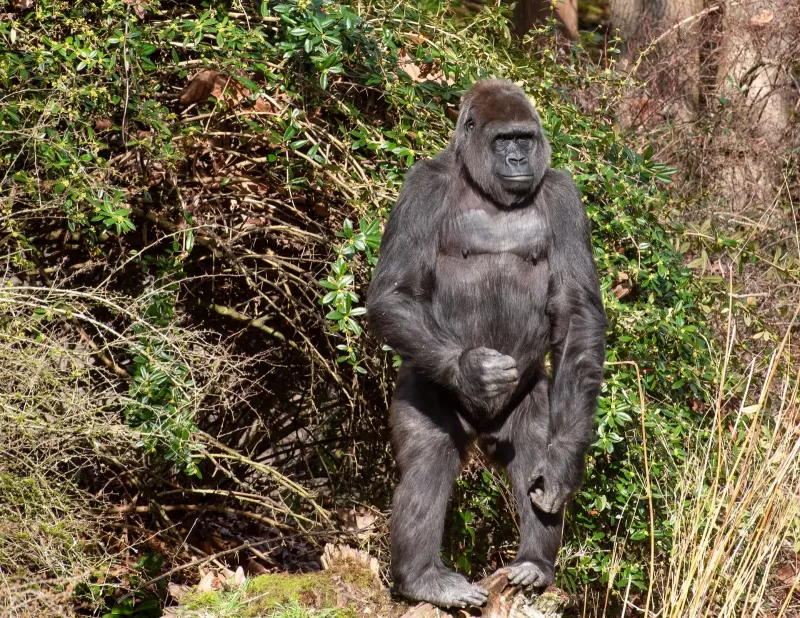 3-Day Chimpanzee Tracking Kibale gallery image