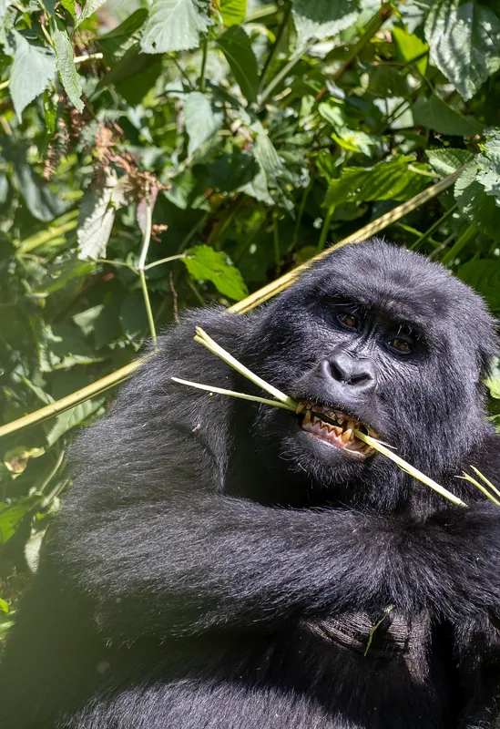 4-Day Mountain Gorillas &amp; Golden Monkeys Budget Safari - Rwanda