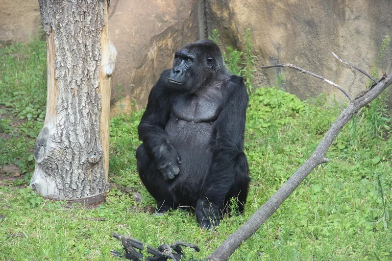 5-Day The True Africa Wildnerness Kidepo Valley N Park -Uganda gallery image