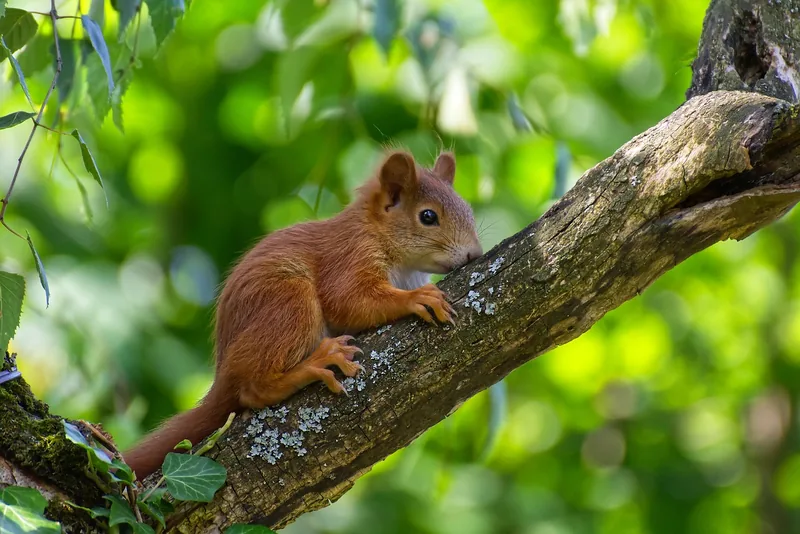 14-Day Wildlife Adventure Tour to the Pearl of Africa - Uganda gallery image