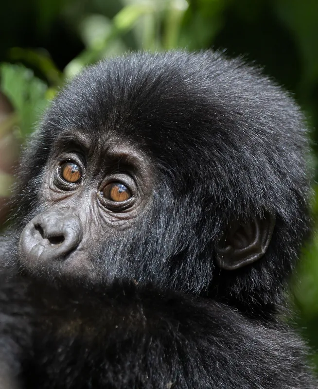 3-Day Uganda Queen Elizabeth Adventure Tour - Uganda gallery image