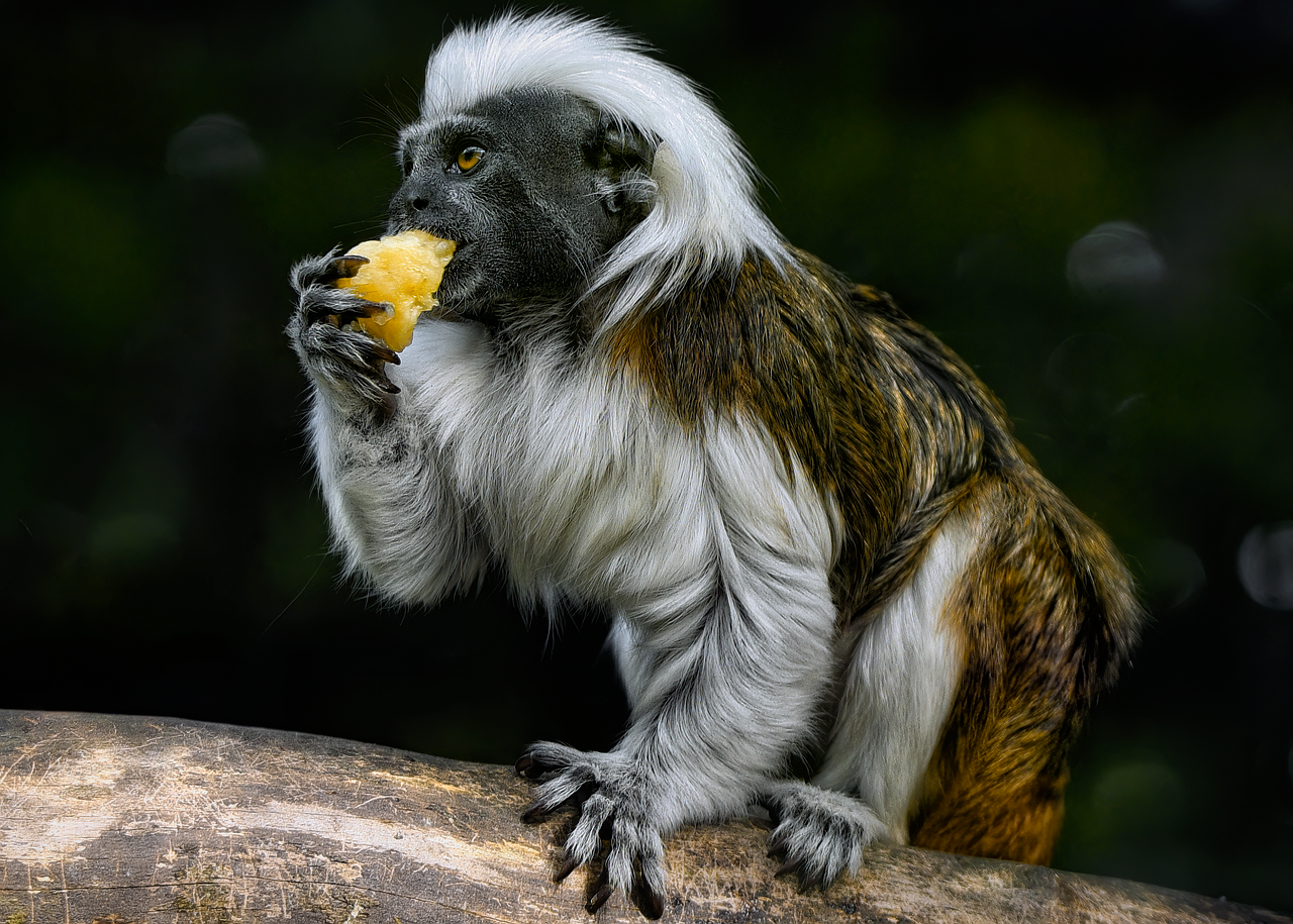 6-Day Chimpanzee and Golden Monkey Trekking Adventure - Rwanda gallery image