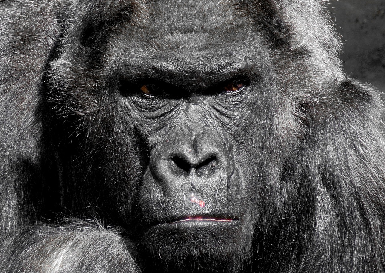 14-Day Uganda Gorillas, Chimps and Wildlife Luxury Safari-Uganda gallery image