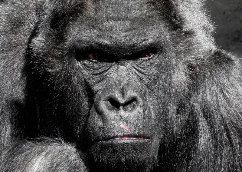 14-Day Uganda Gorillas, Chimps and Wildlife Luxury Safari-Uganda gallery image