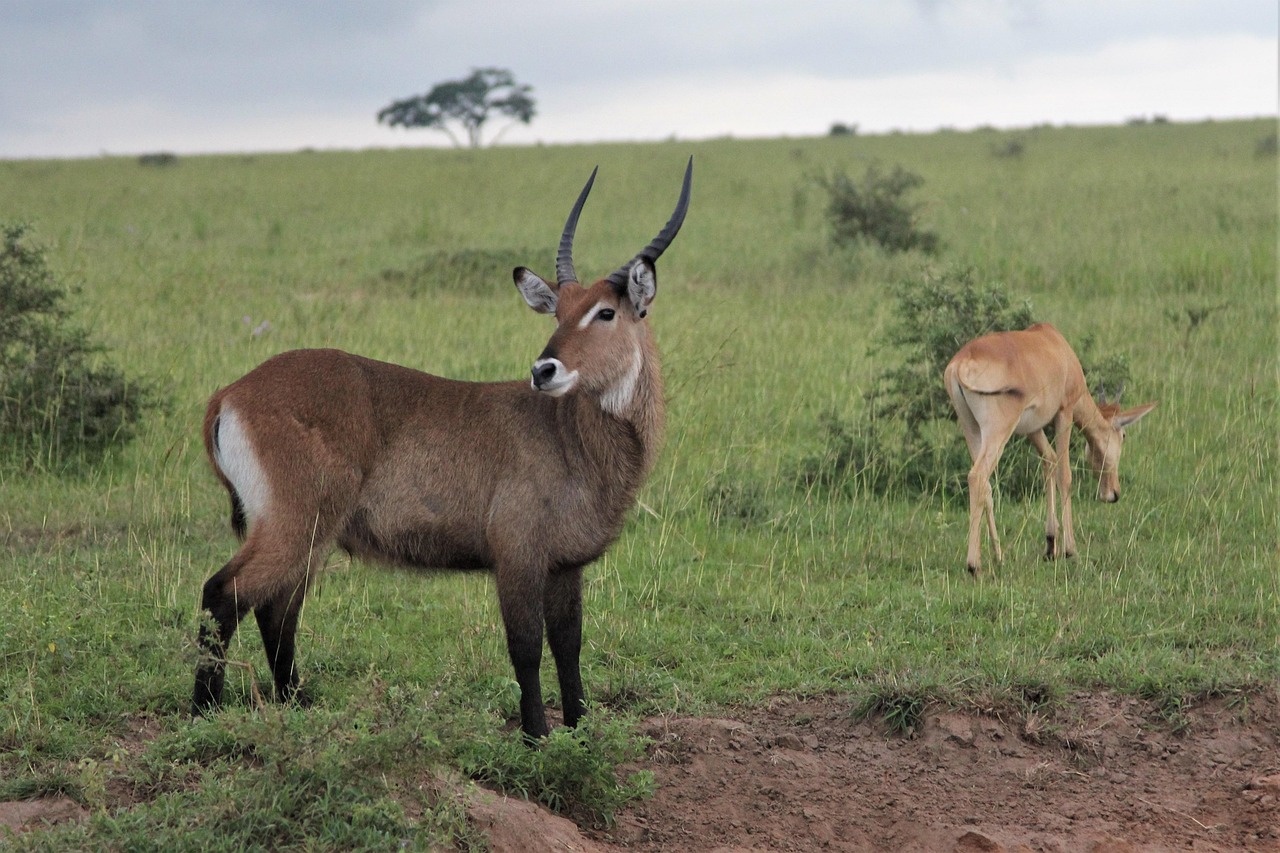5-Day Gorillas, Chimps, Wildlife, Unique Overland Style-Uganda gallery image