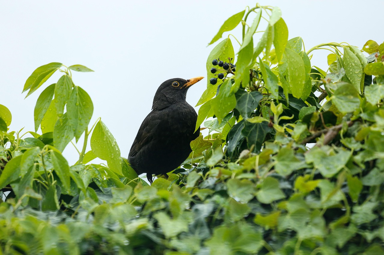 3-Day Bwindi Gorilla Trek and Lake Bunyonyi Tour-Uganda gallery image