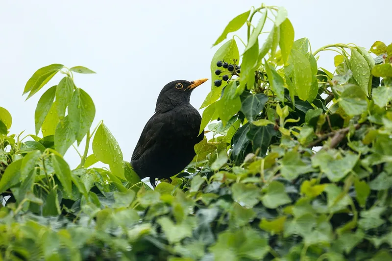 3-Day Bwindi Gorilla Trek and Lake Bunyonyi Tour-Uganda gallery image