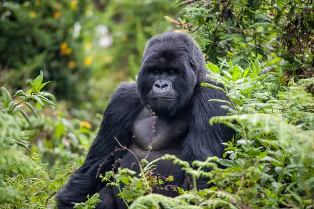 3-Day Volcanoes and Gorillas Tour in Uganda gallery image
