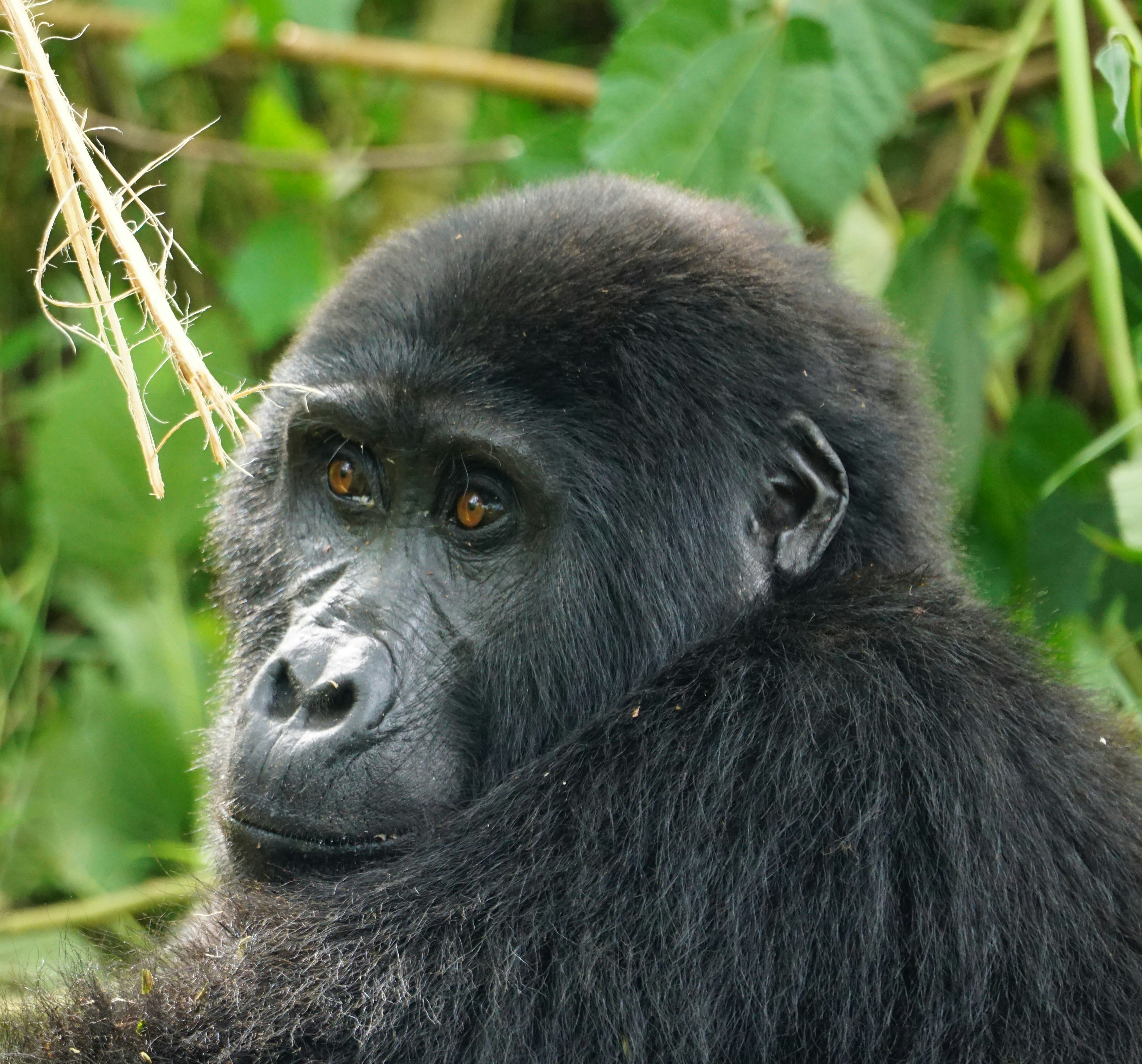 3-Day Volcanoes and Gorillas Tour in Uganda gallery image