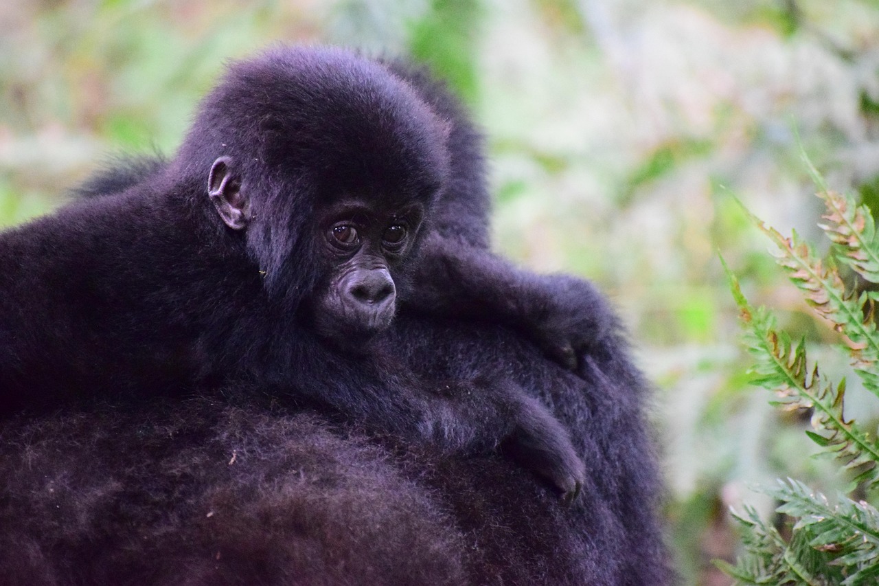 14-Day Rwanda, Uganda & Tanzania Primates & Wildlife Tour - Tanzania safari gallery image
